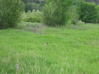 picture of deer in tall grass