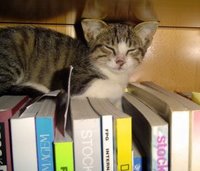cat asleep on books