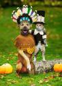 dog and cat indian and pilgrim