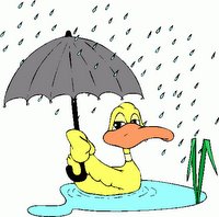 duck in the rain