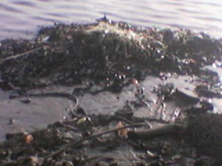 cochin waste-ernakulam