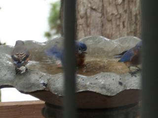 bluebirds in bath