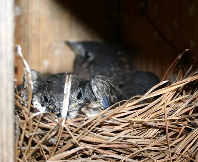 bluebird babies in nest