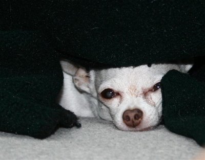 chihuahua under blanket
