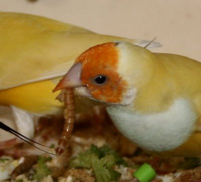 gouldian finch eating meal worm