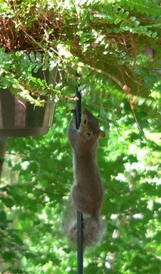 squirrel rehabilitation