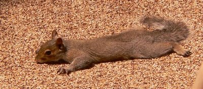 squirrel in the sun