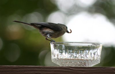 titmouse eating worm