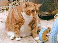 Fat cat photo