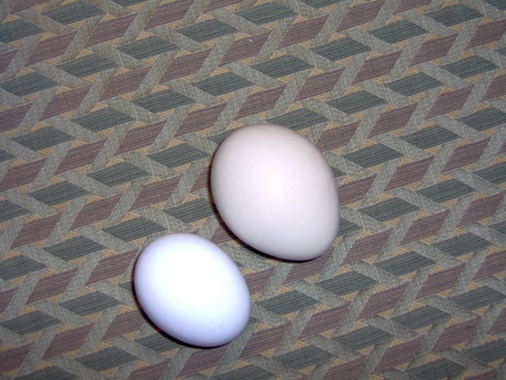 Peacock Egg Size