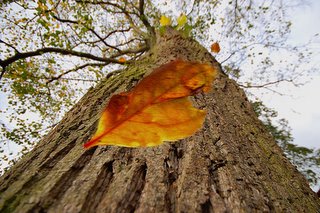 falling leaves, by Mark Twells