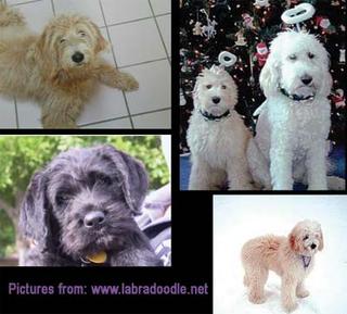 labradoodle pictures