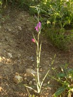 Gladiolus sp., Glayöl