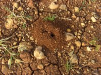 karınca - ant