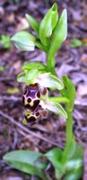 Ophyrs sp., Orkide