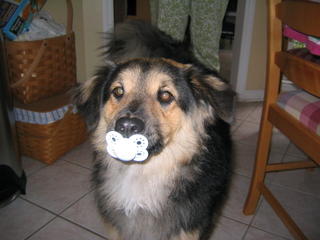 Charlie Chompers