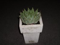 Aloe Polyphylla