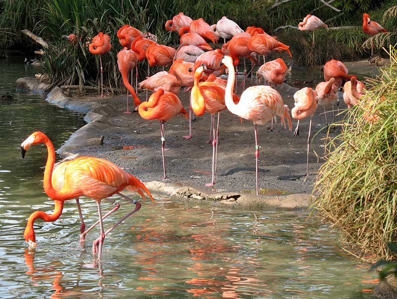 flamingos; click for previous post