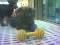 Chewy dumbell... aww, it's so cute...