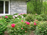 Peonies in bloom at Rockefeller Preserve