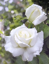 [John Paul II's rose]