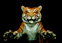 dream tiger