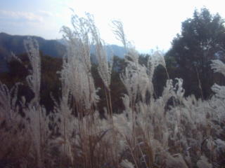 grasses