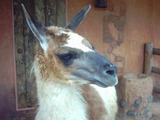 Llama