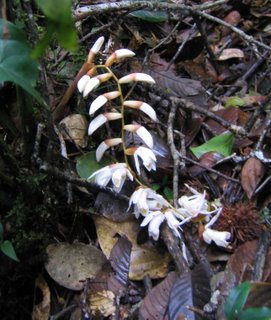 Forest orchid