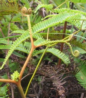 Fern unfurling