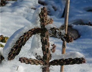 Cylindropuntia viridiflora covered by snow