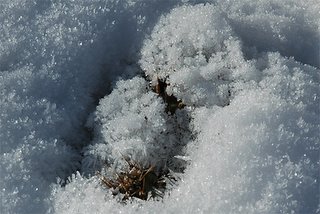 Opuntia sp. hidden in snow