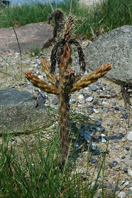 Cylindropuntia viridiflora – scorched by snow