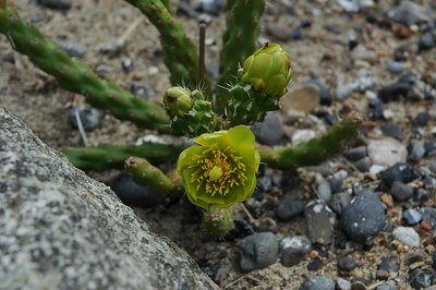 Flowering Cylindropuntia whipplei