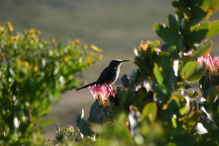 Sugarbird on Protea