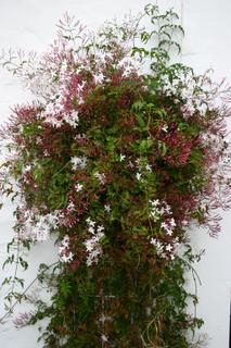Jasmine in bloom