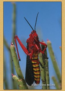 Amazing Grasshopper