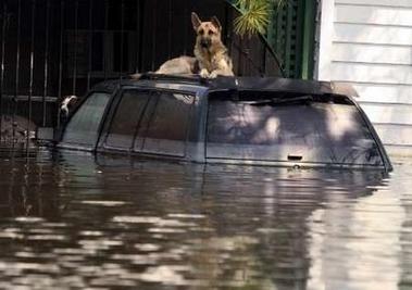 Many people had to abandon their pets as the fled New Orleans