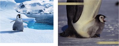 happy feet planet earth bbc
