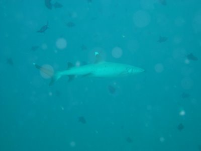 Tiburón punta blanca de arrecife - Maldivas