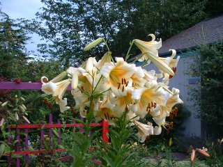These lilies were over five feet tall!