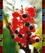 Guarana Berries