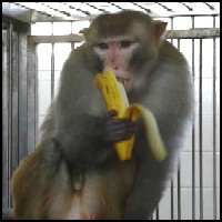 Dieting Monkeys 