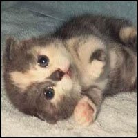 Cute Overload