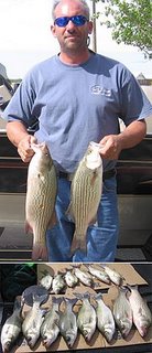Lake Tom Steed Oklahoma Hybrid Bass Fishing Report