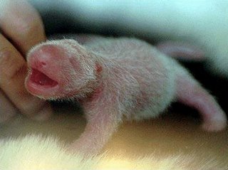 Um Panda dse 157g nascido hoje na China por meio de inseminação artificial
