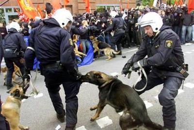 cão-policia mal treinado