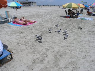 Birds Tryin' to Eat Lunch