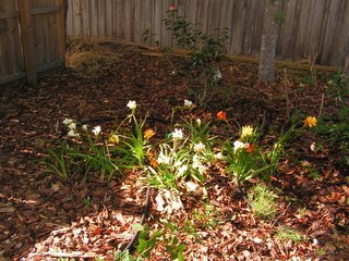 Gardening in Central Florida: Bulbs of FLA...
