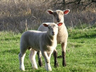 Agneaux dans un pré, en Brenne